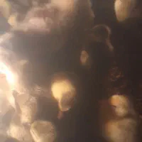 بچکه قاز ده روزه|حیوانات مزرعه|مریوان, |دیوار