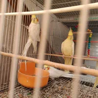 عروس هلندی .مرغ عشق .سهره  معاوضه هم دارم