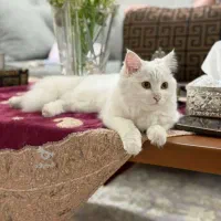 واگذاری گربه پرشین