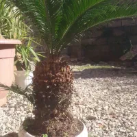 فروش سیکاس یک میلیون تومان