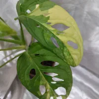 گل های خاص|گل و گیاه طبیعی|نیشابور, دارایی|دیوار