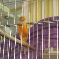 قناری نر|پرنده|کرمان, |دیوار