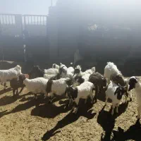 فروش چند راس نر بزغاله چاق|حیوانات مزرعه|شاهرود, |دیوار