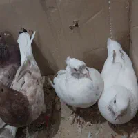 کفتر|پرنده|کهنوج, |دیوار