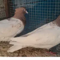 کبوترکله سرخ وزرد