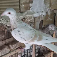 زرد هفترنگ خطی|پرنده|کوهین, |دیوار