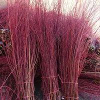 بید قرمز درجه یک قیمت توافقی