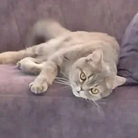 گربه اسکاتیش بریتیش|گربه|ابریشم, |دیوار