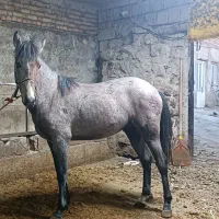 اسب|اسب و تجهیزات اسبسواری|مشگین شهر, |دیوار