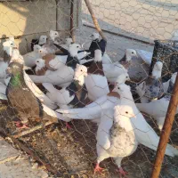 کبوتر طوقی|پرنده|امیدیه, |دیوار