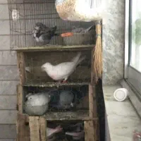 کبوتر پیدا شده کاکل