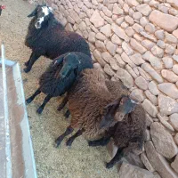 بره قوچ همو|حیوانات مزرعه|تربتحیدریه, باغ ملی|دیوار