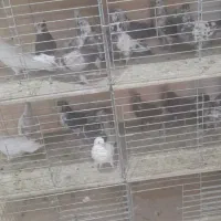 کبوتر