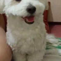 سگ خانگی|سگ|تهران, شهید رجایی|دیوار