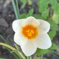 نیازمند نگهبان و نظافتچی باغ ویلا