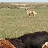 سگ گله ای