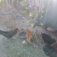 مرغ وخروس|حیوانات مزرعه|مرودشت, مجد آباد|دیوار