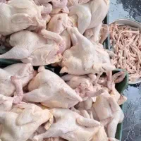 مرغ محلی|حیوانات مزرعه|هندیجان, |دیوار