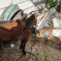 بز دو کهر|حیوانات مزرعه|بندر گناوه, |دیوار