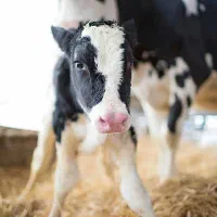 استخدام نیروی ساده یا نیمه‌ماهر در گاوداری|استخدام سرایداری و نظافت|خرمدره, |دیوار