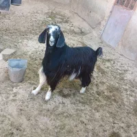 بز نر پاکستانی