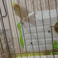 یک جفت عروس هلندی لوتینو کارداده|پرنده|پاکدشت, پاکدشت (مامازند)|دیوار