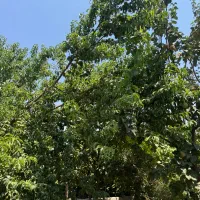 باغ با فنس و دیوار لب قایقرانی(ذوب آهن)|فروش زمین و ملک کلنگی|فولادشهر, زاینده رود|دیوار