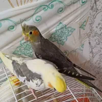 عروس نر و ماده.لوتینو دوکت.سینامون.رام.و دستی۳ماهه