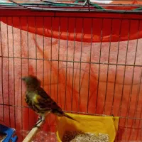 قناری|پرنده|چهارباغ, |دیوار