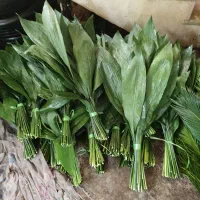 استخدام کارگر ساده جوان
