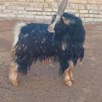 بزغاله دوبری|حیوانات مزرعه|کمیجان, |دیوار