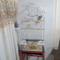 عروس هلندی|پرنده|آستارا, |دیوار