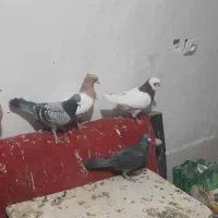 کبوتر،طوقی،سینه،کله، پلاکی