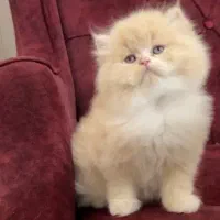 توله گربه پرشین سوپر فلت