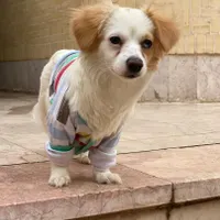 سگ اشپیتز ماده بالغ