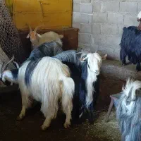 ۲۰ راس بز و ۱۸ راس بزغاله