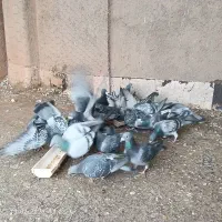 فروش کبوتر مسافتی