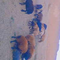 ۸ راس میش آبستن شیره دار وبی شیره|حیوانات مزرعه|تربت‌حیدریه, ابوذر|دیوار