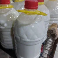 دوغ گوسفندی