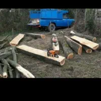 هرس کردن و قطع درخت