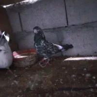 کفتر|پرنده|قشم, |دیوار