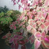 انواع گل شاداب سرحال