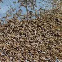 میلورم زنده تمیز