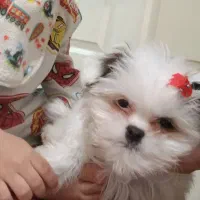 سگ پودل کراس