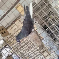 جوجه اشعل|پرنده|اهواز, کمپلو شمالی|دیوار