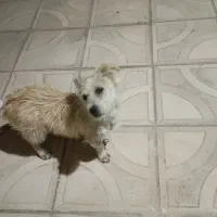 سگ پا کوتاه