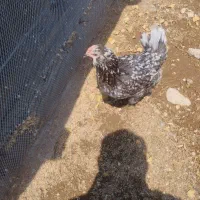 مرغ گلین اصل