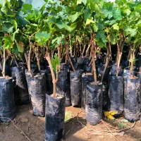 فلیم سیدلس انگو