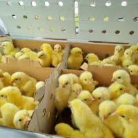 جوجه گوشتی «راس308» سالم«فروش بالای 100تا»