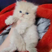 گربه گمشده